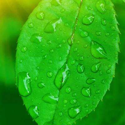 加拿大pc入口手机app下载